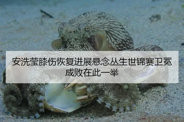 安洗莹膝伤恢复进展悬念丛生世锦赛卫冕成败在此一举